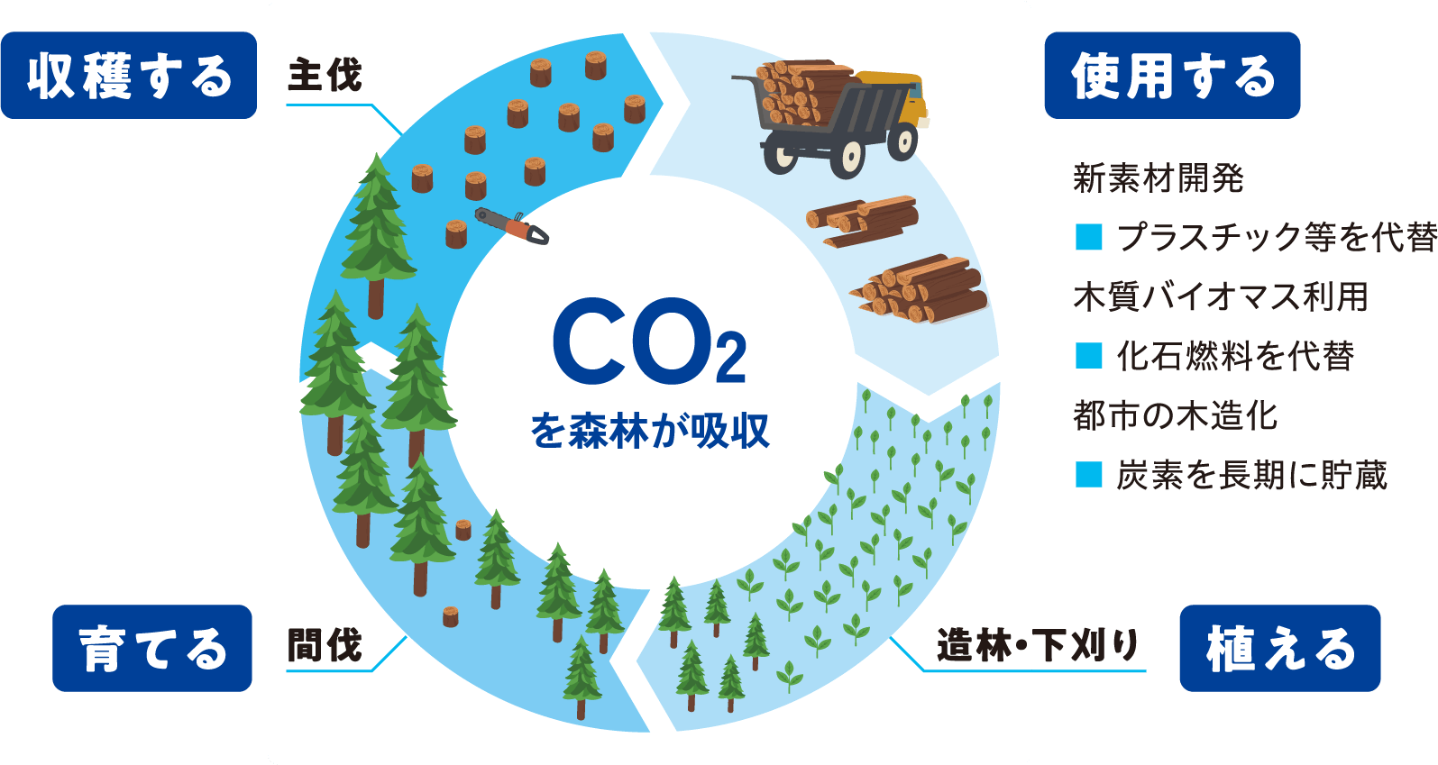 CO2を森林が吸収 / 使用する 新素材開発 プラスチック等を代替 木質バイオマス利用 化石燃料を代替 都市の木造化 炭素を長期に貯蔵 / 植える 造林・下刈り / 育てる 間伐 / 収穫する 主伐